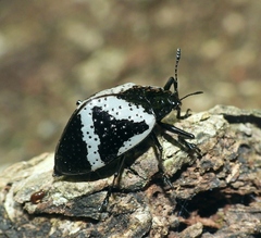 Cypherotylus triangularis