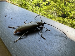 Nadezhdiella cantori
