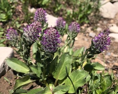 Veronica wyomingensis