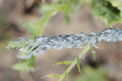 Aphis craccae