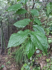 Philadelphus incanus