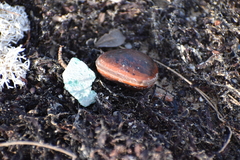 Macropsychanthus comosus