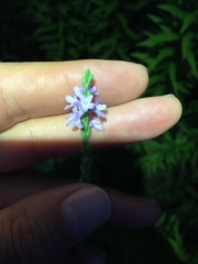 Verbena xutha