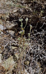 Cryptantha gracilis