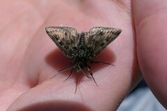 Metaxmeste phrygialis