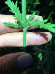 Verbena xutha