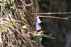 Soldanella pusilla