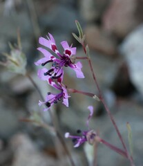 Clarkia xantiana