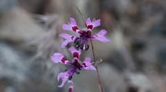Clarkia xantiana