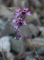 Clarkia xantiana