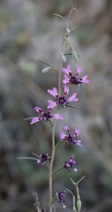 Clarkia xantiana