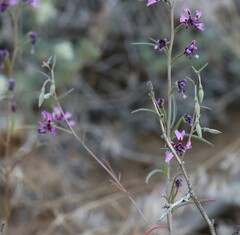 Clarkia xantiana