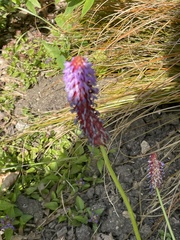 Primula vialii