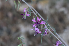 Clarkia xantiana