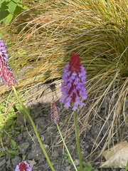 Primula vialii