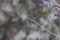 Clarkia xantiana