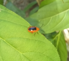 Disonycha discoidea