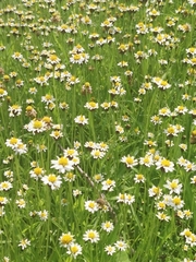 Tridax coronopifolia