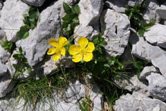 Ranunculus montanus