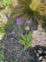 Primula vialii