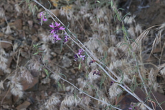 Clarkia xantiana