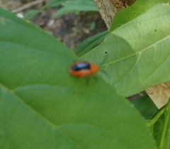 Disonycha discoidea