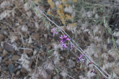 Clarkia xantiana