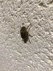 Melolonthinae