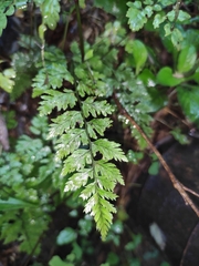 Davallia mariesii