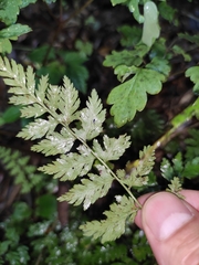Davallia mariesii