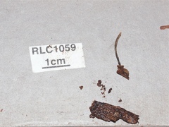 Xylaria schweinitzii