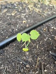 Abutilon theophrasti