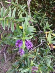 Veronica macrocarpa