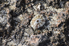 Fissurella barbadensis