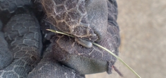 Blapstinus discolor