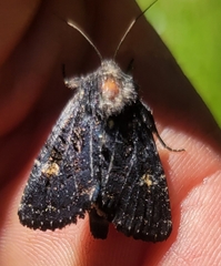 Adelphagrotis indeterminata