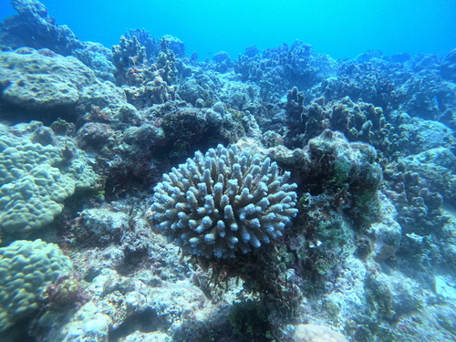 Acropora digitifera