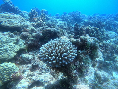 Acropora digitifera