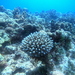 Acropora digitifera - Photo (c) Marisa Agarwal, some rights reserved (CC BY-NC), uploaded by Marisa Agarwal