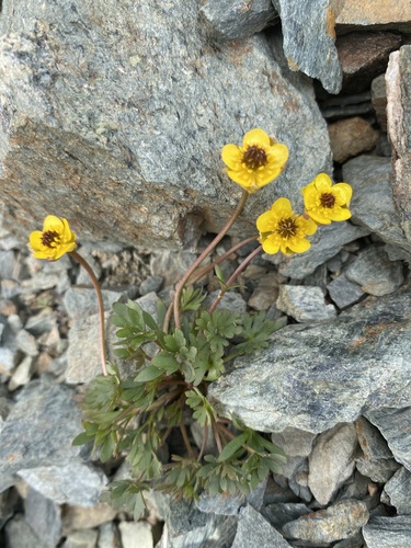 Arctic buttercup (Ranunculus grayi)