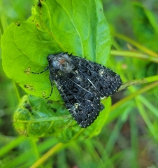 Adelphagrotis indeterminata