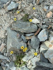 Ranunculus grayi