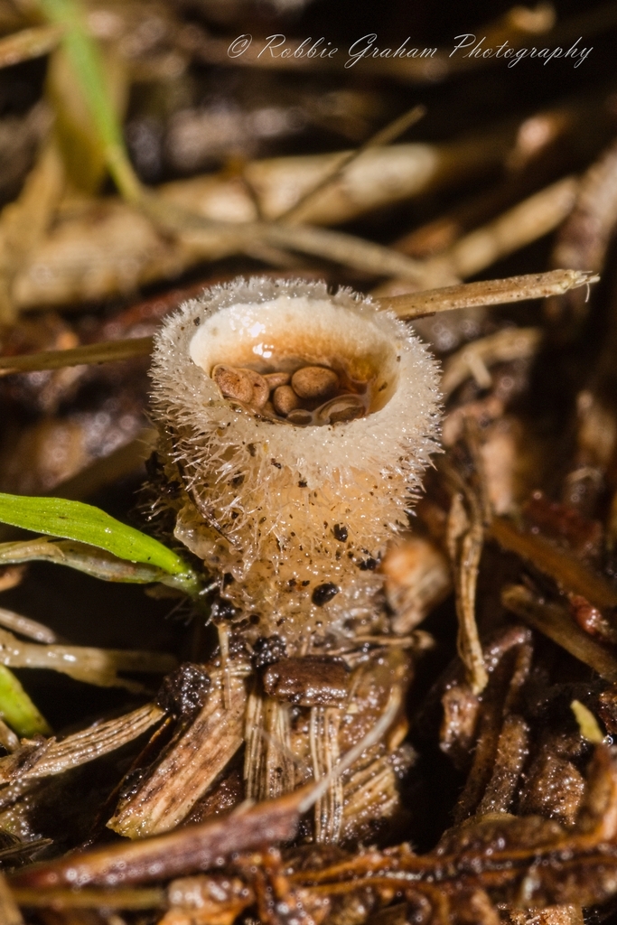woolly bird's nest fungus from Waipehi Walk, Motutere 3382, New Zealand