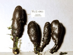 Xylaria schweinitzii