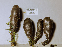 Xylaria schweinitzii