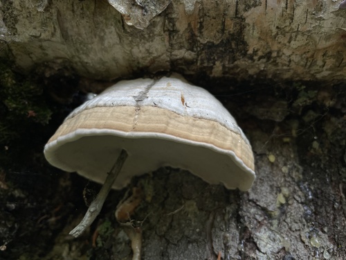 Hoof Fungus
