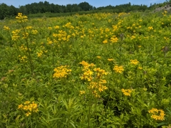 Packera schweinitziana