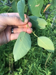 Amelanchier interior