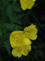 Sundrops