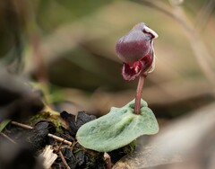 Corybas unguiculatus